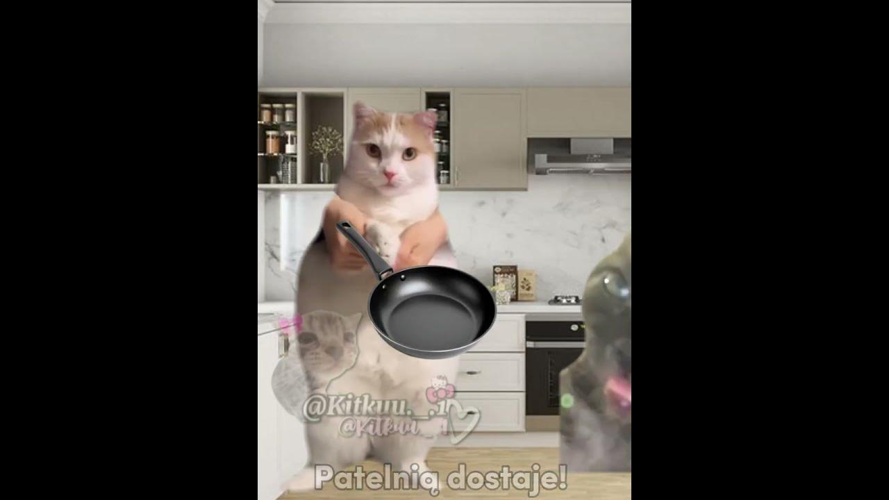 Kto rano wstaje! 😂💥 #cats #śmieszne#greenscreen #cat #trend#memes#funny#memy #catmeme