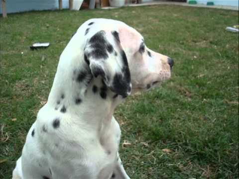 Dálmata misturado com labrador Clearance