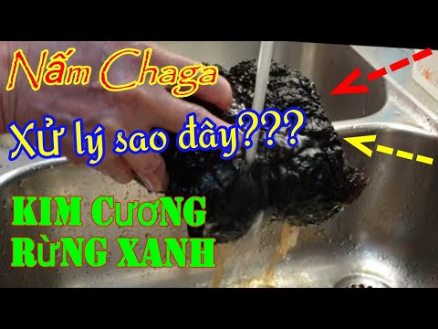 Video: Cách ủ Nấm Chaga