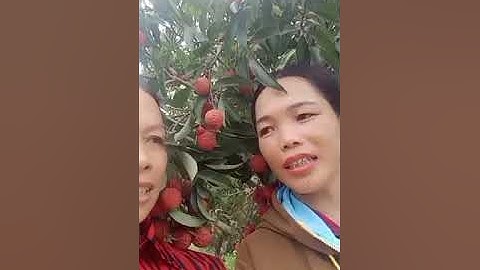 Hát Sli Lạng Sơn, Gái Lạng Sơn Đi Bắc Giang Hái Vải Và Bắt Gặp Trai Bắc Giang Vả Sli Tíu Tít Cực Hay