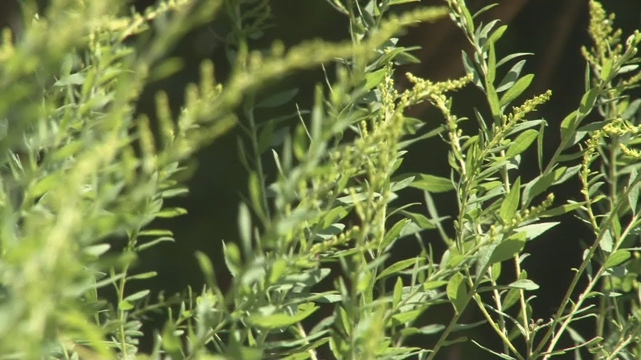 Study: Ragweed could protect against Alzheimer's