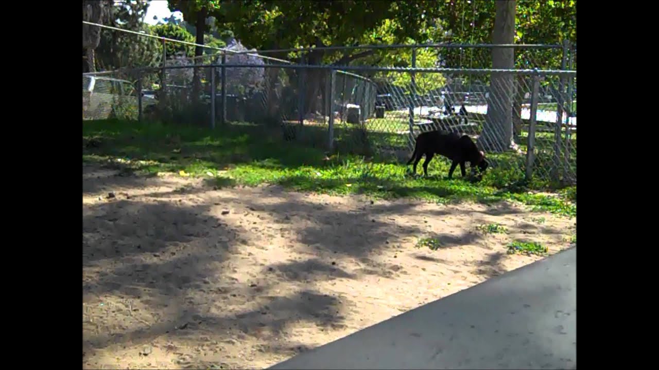 Silverlake Dog Park (Los Angeles, CA) YouTube