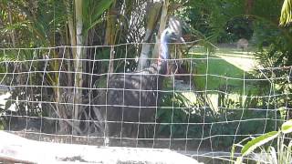 Cassowary at Kennedy Esplanade South Mission Beach 10 am 3 Jan 2013