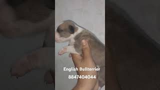 English Bullterrier Female Available