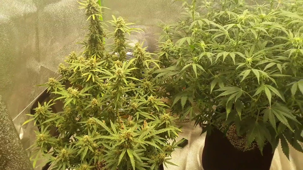 Autoflower update less stress = bigger plants! YouTube
