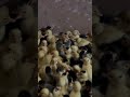 Ducks#chicks#foryoushorts
