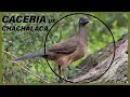 CACERIA DE CHACHALACA 2021 | RANCHO EL FAISAN