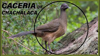 CACERIA DE CHACHALACA 2021 | RANCHO EL FAISAN