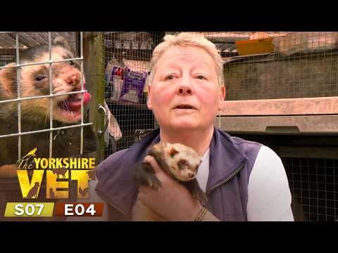 Video The Yorkshire Vet Season 7 Episode 4 | Full Episode
