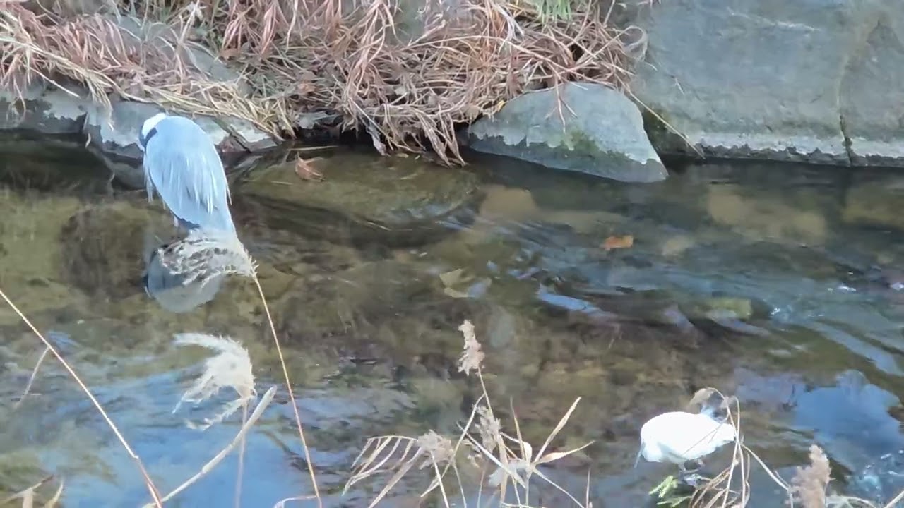 왜가리는 졸려요~백로는 물고기를 잘 잡아요~♡(Herons are sleepy. White egrets are good at catching fish)