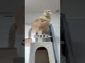 この猫実は…