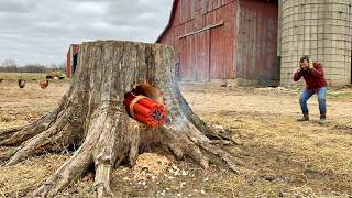 Pros Pulling Stumps vs Idiots Pulling Stumps: Skill And Extreme Fails Compilation #11