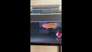 Cho cá rồng ăn nhái