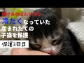 冷たくなっていた子猫の保護、3日目