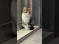 This Street Cat Stole My Heart Instantly #cat #cute
