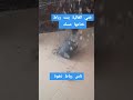 هادا هوا الدون ولا حيد دق وسكات 