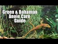 How to Take Care of Pet Green and Bahaman Anoles! 🦎💓