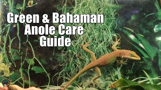 How to Take Care of Pet Green and Bahaman Anoles!