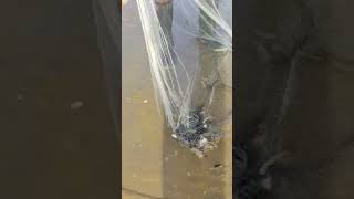 JALA IKAN DI LAUT TUBAN,,NETS FISHING