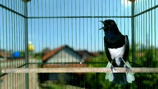 Masteran Burung Kacer Terbaik 2022
