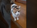 【三毛猫】ミケと迎える朝