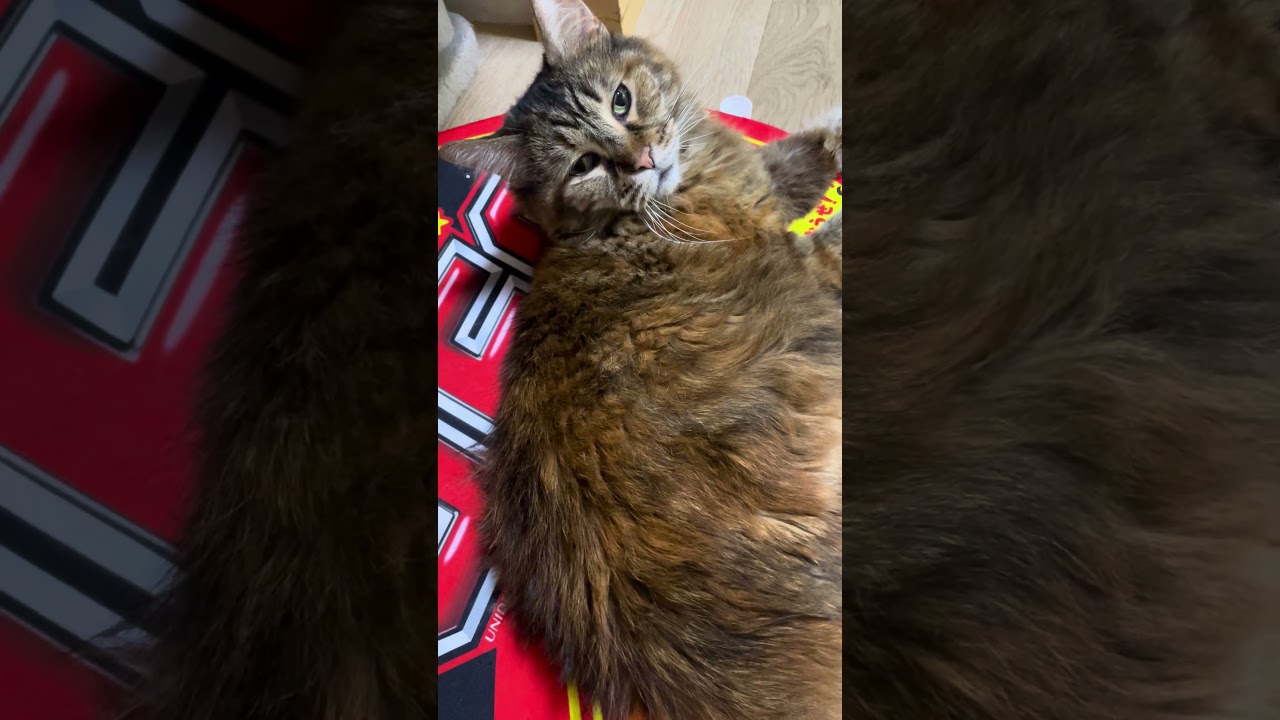 クッションの上でちょっと窮屈そうに寛ぐ猫ちゃんたち😸✨ Cats relaxing a little awkwardly on a cushion! #cat #猫 #cats #ねこ #shorts