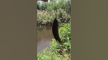 Câu cá rô đồng, dính rô mề p3 #shorts