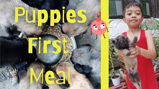 Details Puppies First Meal at 3 Weeks | Weaning Puppies | Belgian Malinois Mix | First Litter Guide