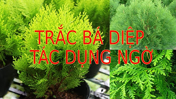 Tác Dụng Vị Thuốc Trắc Bá Diệp Rất Ít Người Biết #luongytrieuhuuquang