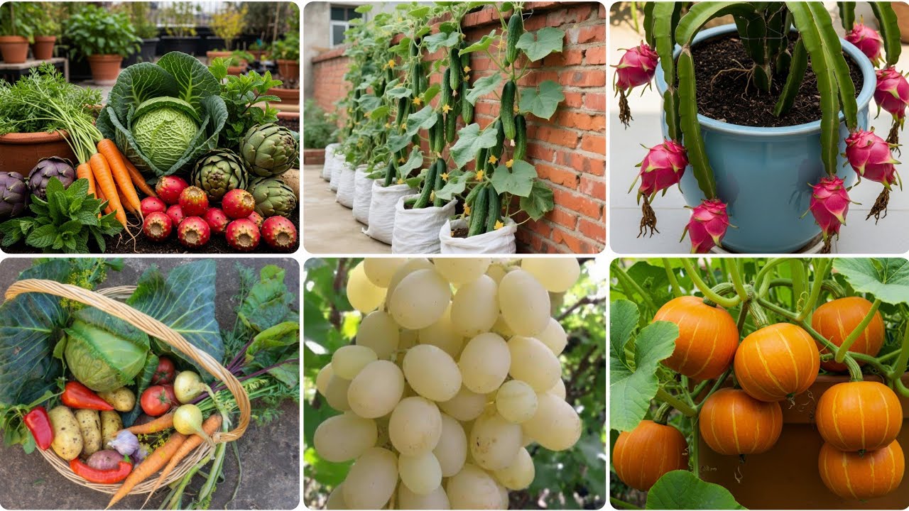 جولة حصاد مذهلة على سطح منزلي: 🧺🍅🫑🍆خضروات وفواكه طبيعية ونصائح الزراعة المنزلية للمبتدئين