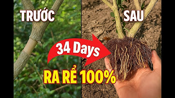 Cách Chiết Cành Cây NGUYỆT QUẾ Hiệu Quả - Bí Quyết Thành Công 100%