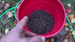 Celebrity Nut Quality and water float test - Hickories and acorns - wild harvesting - net energy gain? Profile