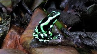Dendrobates auratus (some of my first observations)