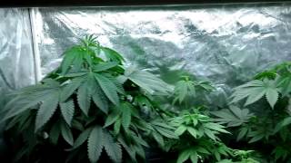 Rainbow Sherbet Grow Part 3