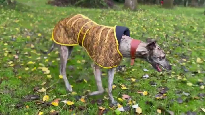 Greyhound Winter Coats - Showerproof Yellow with Black Stripes