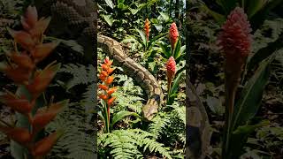 #lifeisbutadream #wildlife  #monkey #nothingimposibleinthisworld #animals #ihavethisthingwithplants