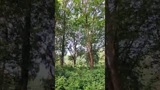 Beautiful Dog Walk