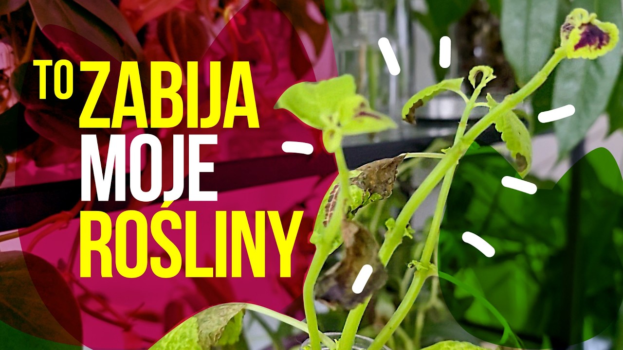 Z tych powodów, moje rośliny wyglądają tragicznie!