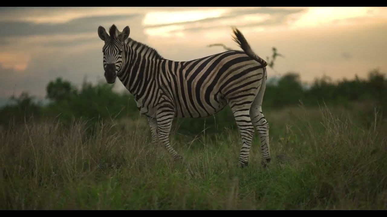 Bienvenue au Parc National de l'Upemba (PNU) | Introduction