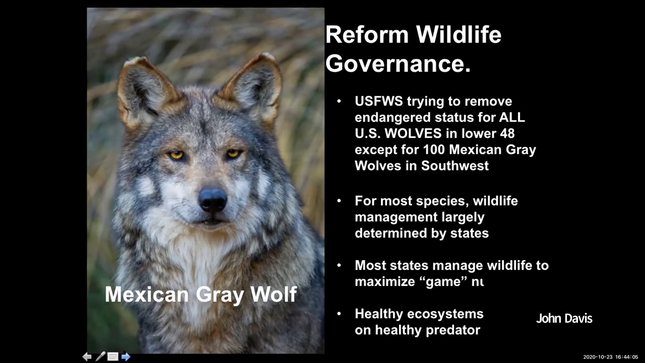 Rewilding - John Davis, USA