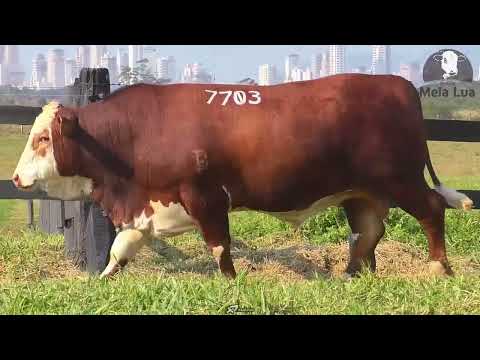 Lote 29 - Tat 7703 - COMPADRE - Touro Braford