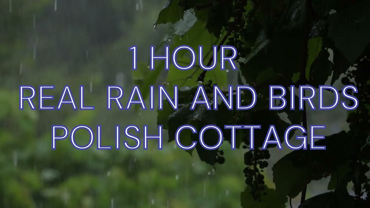 Polish Rain & Birds Soundscape for Deep Focus, Relaxation & Sleep (1 hour)