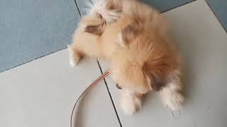 Cute Dog Walks At Mvdm