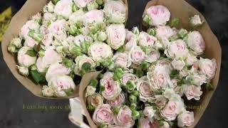 Rosa Loves Me® with Fatal Attraction traded by Hoek Group