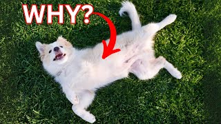 Shocking: The Real Reason Your Dog Shows You Their BELLY
