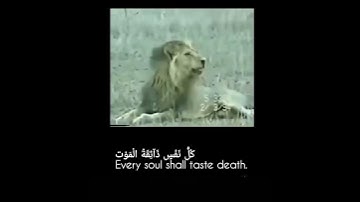سوره آل عمران - القارئ عبدالرحمن مسعد #قرآن