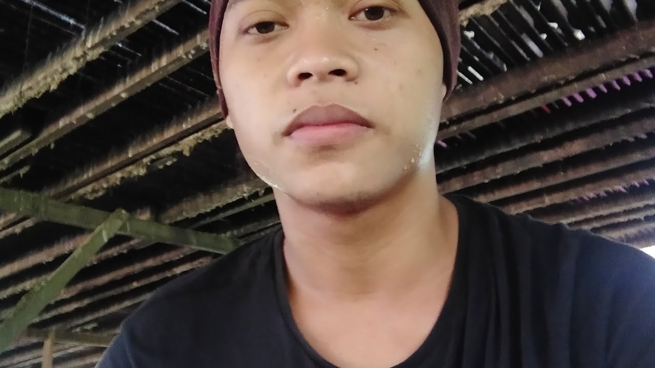 Anakan burung kacer 