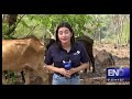 Altas temperaturas provocan la muerte de al menos 50 ganados en El Salvador. EN6