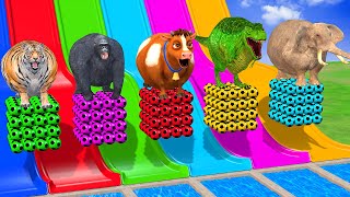 Long Slide Game With Cow Elephant Gorilla Hippopotamus Tiger - 3D Animal Game - Funny 3D Animals
