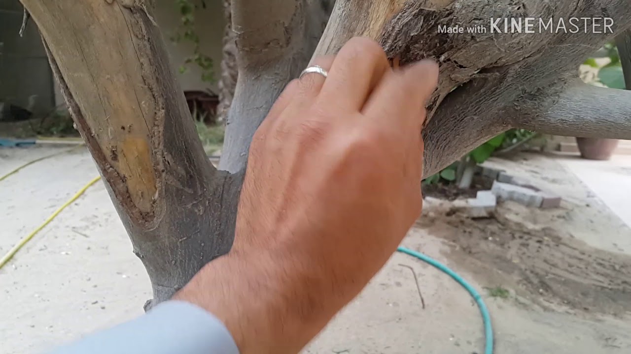 التفحم الساقي (مرض فطري) وكيفية معرفته و علاجه